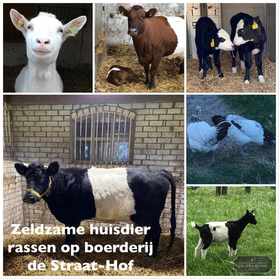 Herberg Boerderij De Straat-Hof Bed and Breakfast Leimuiden Εξωτερικό φωτογραφία