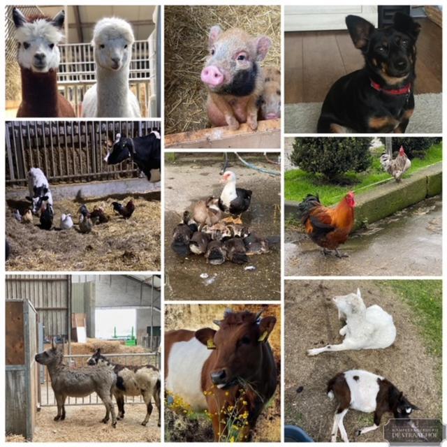 Herberg Boerderij De Straat-Hof Bed and Breakfast Leimuiden Εξωτερικό φωτογραφία